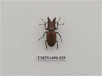 藏品(細身赤鍬形蟲)的圖片